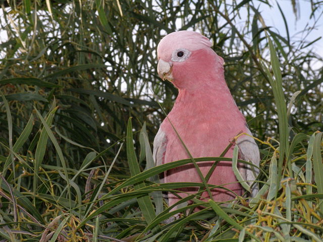 Image:Galah Eolophus roseicapillus.jpg