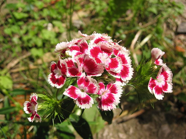 Image:Some red flower in Bosnia.JPG