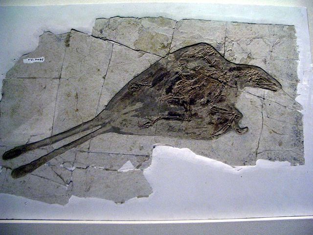 Image:Confuchisornis sanctus.JPG