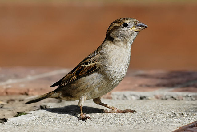 Image:House sparrow04.jpg