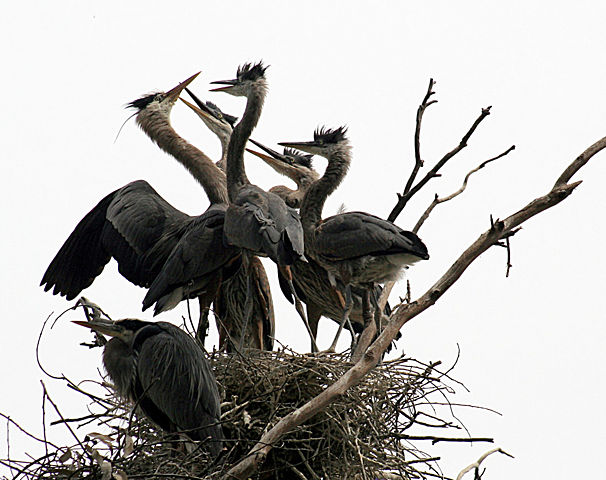 Image:Ardea herodias at the nest 11.jpg