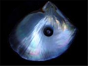 A black pearl and a shell of the black-lipped pearl oyster