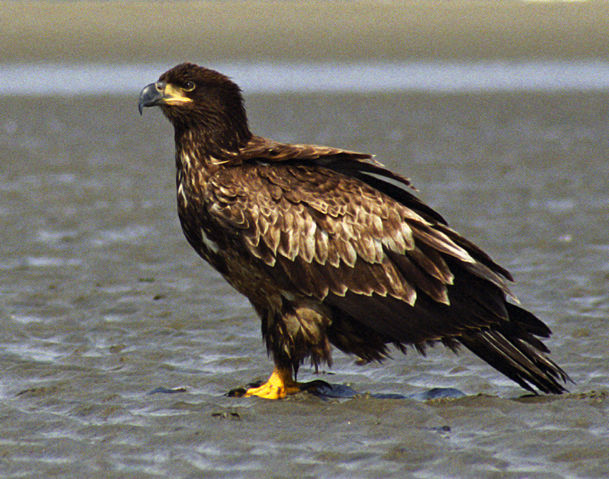 Image:Juvenile Bald Eagle Sand.jpg