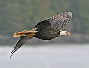 Subspecies H. l. washingtoniensis in flight, Alaska