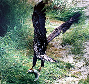 Juvenile with salmon in Alaska