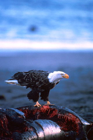 Image:Haliaeetus leucocephalus-whale-USFWS.jpg