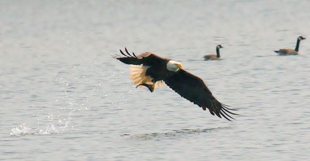 Image:Bald eagle fish.jpg