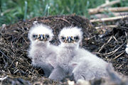 Two chicks (eaglets)