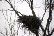 A nest