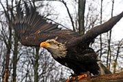 Wearing jesses for falconry