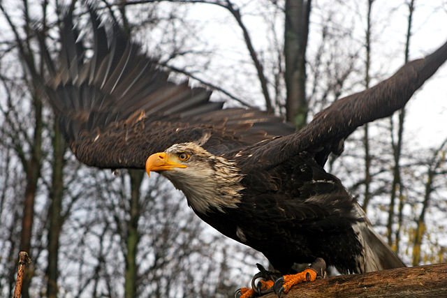 Image:Haliaeetus leucocephalus 003.jpg