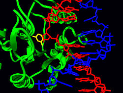 Structure of the base-excision repair enzyme uracil-DNA glycosylase. The uracil residue is shown in yellow.