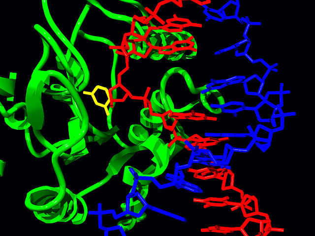 Image:Uracil base glycosidase.jpg