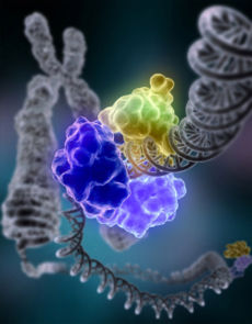 DNA ligase, shown above repairing chromosomal damage, is an enzyme that joins broken nucleotides together by catalyzing the formation of an internucleotide ester bond between the phosphate backbone and the deoxyribose nucleotides.