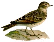 Skylark