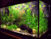 A freshwater aquarium with plants and tropical fish