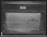 Pike in an aquarium c. 1908, at the Detroit Aquarium, Belle Isle Park.