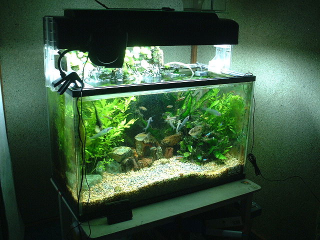 Image:Aquarium 60cm.JPG