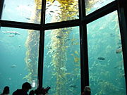 A 335,000 U.S. gallon (1.3 million litre) aquarium at the Monterey Bay Aquarium in California displaying a kelp forest ecosystem