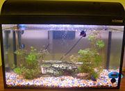 An average home 10 gallon tropical freshwater aquarium.