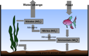 The nitrogen cycle in an aquarium.
