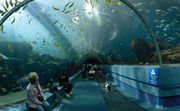 Tunnel at the world's largest aquarium, Georgia Aquarium, USA.