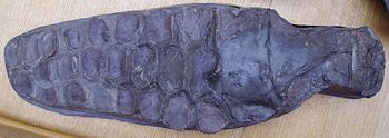 Ichthyosaur 'paddle' (Charmouth Heritage Coast Centre).