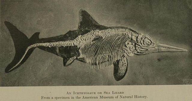 Image:Ickthyosaur MNH.jpg