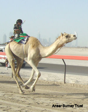 Child Slavery: Trafficked children as young as 2 years old are forced to work up to 18 hours a day as camel jockeys in the Middle East - Pic by Ansar Burney Trust