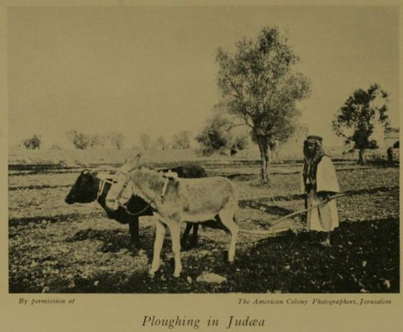 Image:Ploughing in Judea.jpg