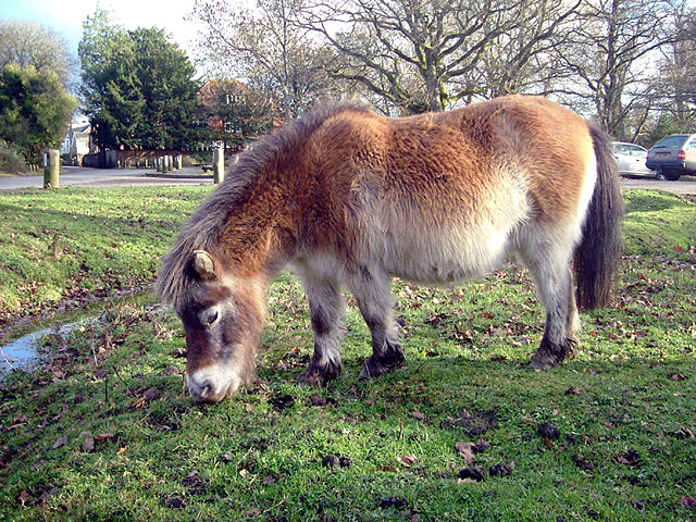 Image:050103 2283 hants pony.jpg