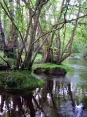 Alder trees by the Beaulieu river near Fawley ford