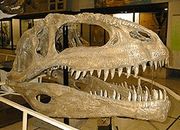 Giganotosaurus skull, Argentinean Museum of Natural Sciences.