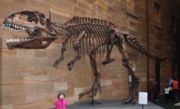 Replica of Giganotosaurus at the Australian Museum in Sydney.