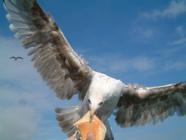 Image:Seagul Brighton-eating.jpg