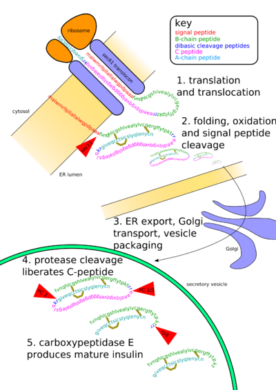 Insulin undergoes extensive posttranslational modification along the production pathway. Production and secretion are largely independent; prepared insulin is stored awaiting secretion. Both C-peptide and mature insulin are biologically active. Cell components and proteins in this image are not to scale.