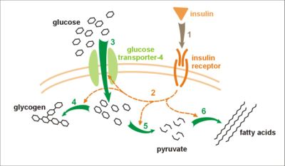Effect of insulin on glucose uptake and metabolism. Insulin binds to its receptor (1) which in turn starts many protein activation cascades (2). These include: translocation of Glut-4 transporter to the plasma membrane and influx of glucose (3), glycogen synthesis (4), glycolysis (5) and fatty acid synthesis (6).
