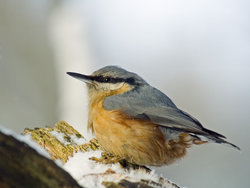 Male Eurasian Nuthatch