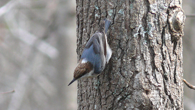 Image:Brown-headed Nuthatch-27527.jpg