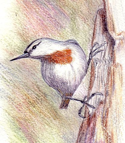 Image:Krupersnuthatch.jpg