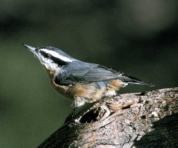 Image:Sitta canadensis.jpg