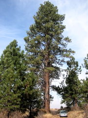 Open Ponderosa Pine woodlands  are a habitat for Pygmy Nuthatch.