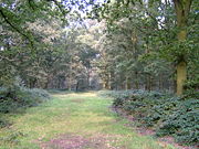 Ancient deciduous woodland is a favoured habitat.