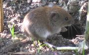 The Bank Vole is a common prey item.