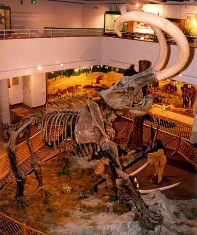 Image:ColumbianMammoth CollegeOfEasternUtah.jpg