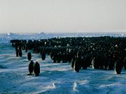 Emperor Penguin colony