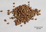 Coriander seeds are the source of an edible pressed oil, Coriander seed oil.