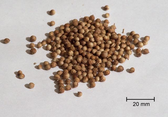 Image:Coriander.png