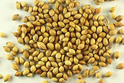 Coriander Seeds close-up