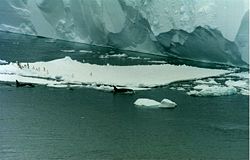 Orcas swim by an iceberg with Adélie penguins in the Ross Sea, Antarctica. The Drygalski ice tongue is visible in the background.